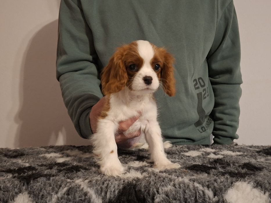 Cavalier King Charles Spaniel ZKwP FCI KRAKÓW
