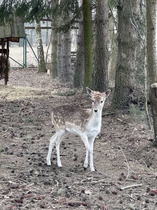 Łania Daniela porcelanka z czerwca 2025