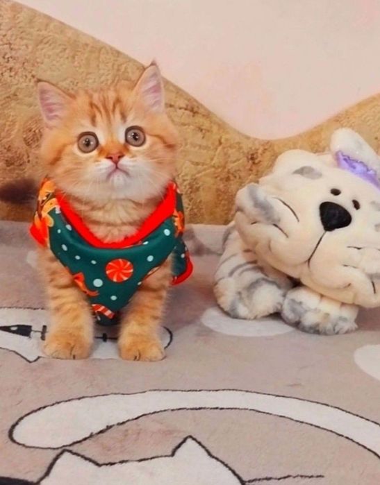 Ооочень ласковая девочка, Золотко шиншилла