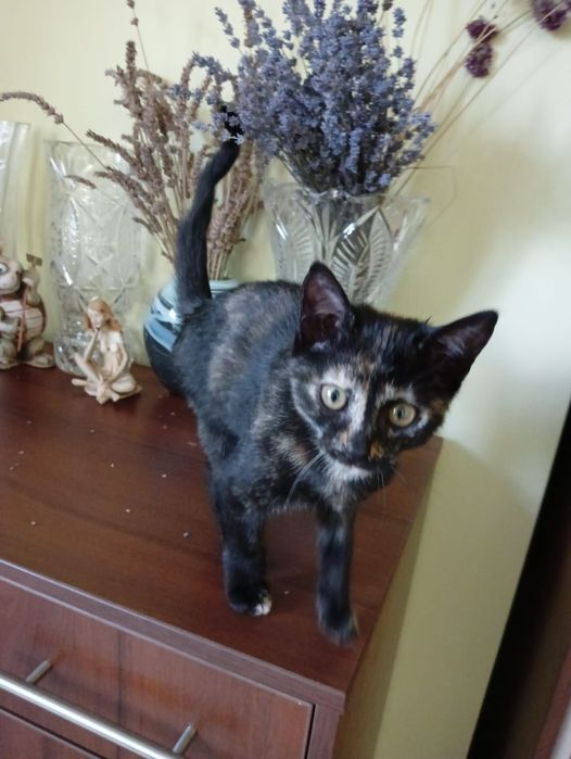 Котята ,мальчик и девочка готовы переехать в новый дом Одесса