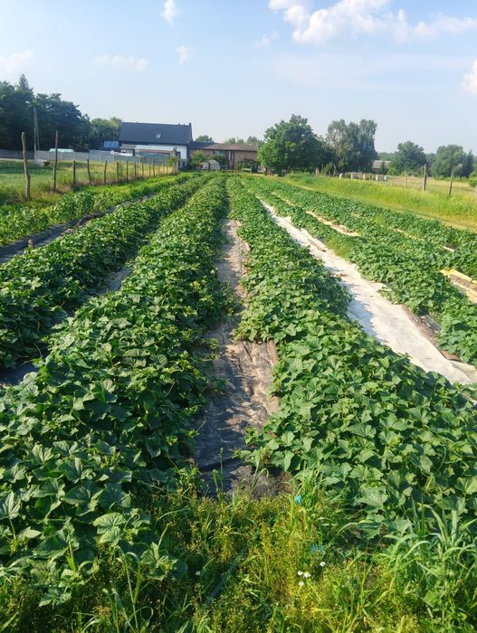 Ogórki gruntowe z własnej plantacji