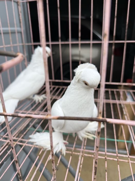 Sprzedam pare krulewskie