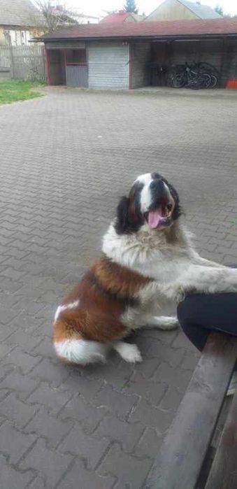 Oddam cudownego bernardyna w dobre ręce