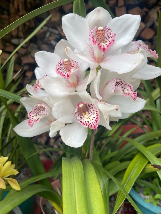 Orquídeas para venda