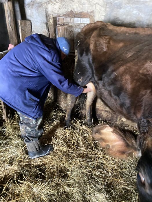 Джерсей  Джерсейска порода