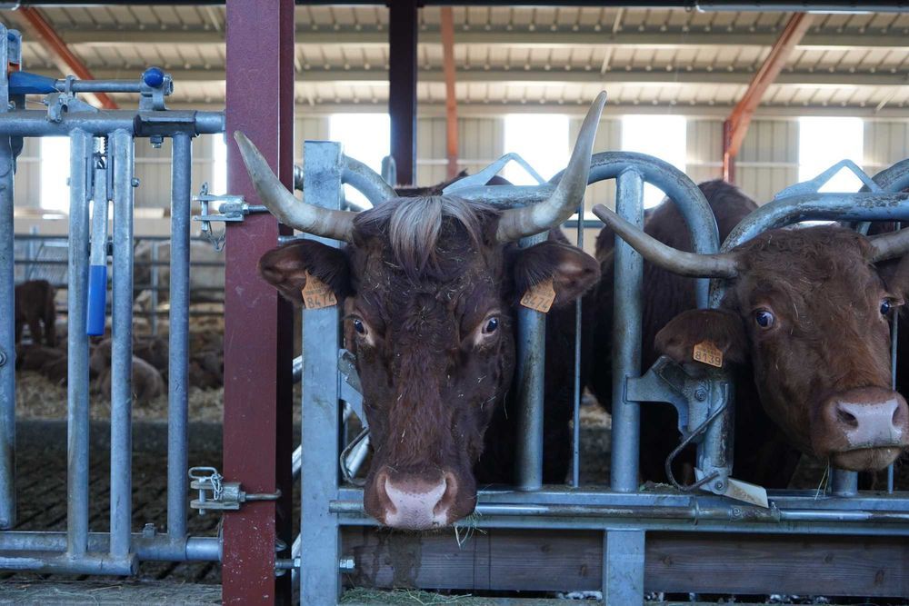 AGRITUBEL drabina paszowa samozatrzaskowa zatrzaski dla bydła krów