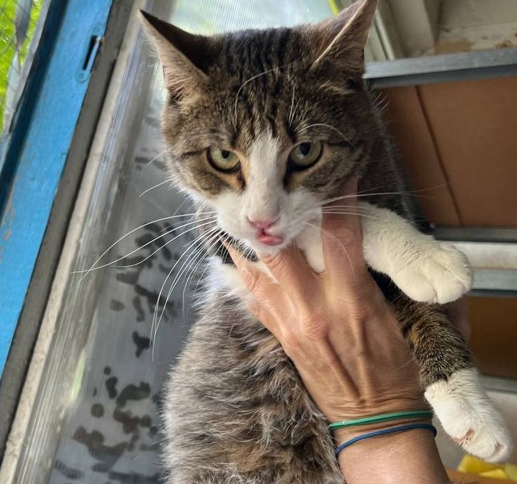 Тімоті обіймашка 8 міс