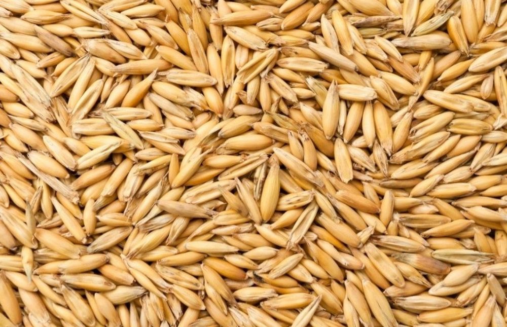 Owies Bingo oczyszczony