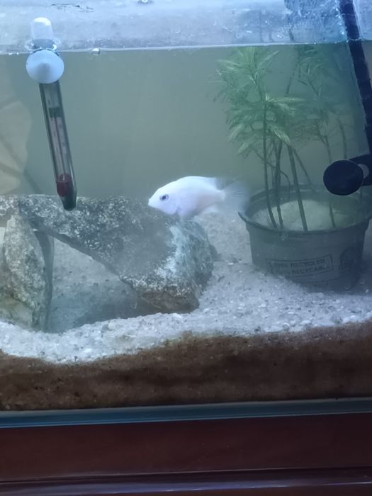 Peixe  polar anão bebe