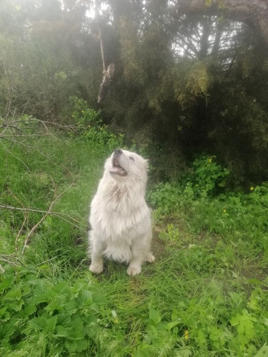 Вязка Кавказской авчарка