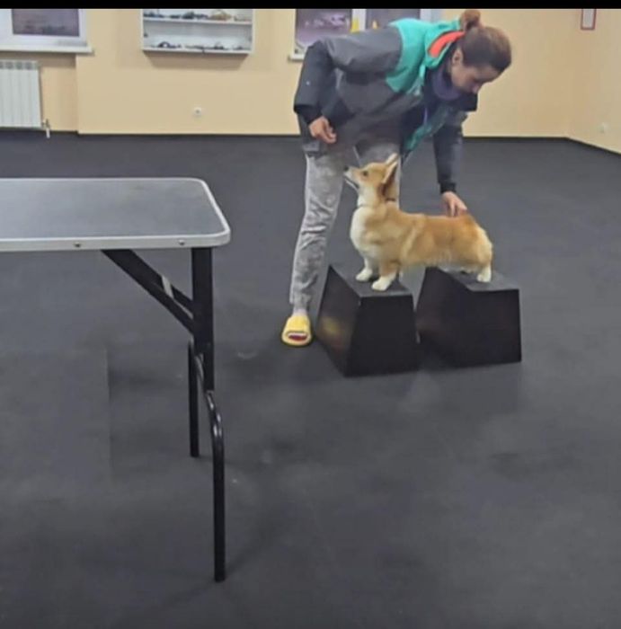 Вельш Коргі Пемброк