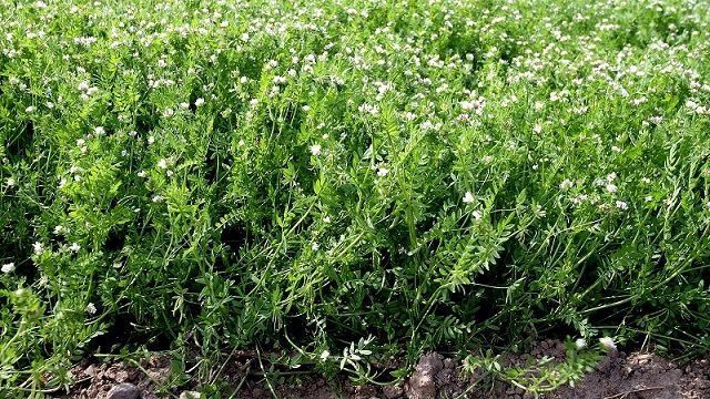 Saradela Igelaa  wysyłam saladera