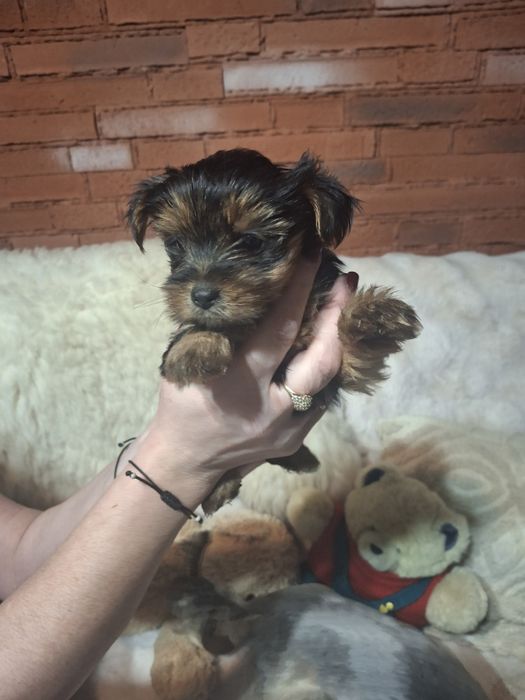 Sunia yorkshire terrier