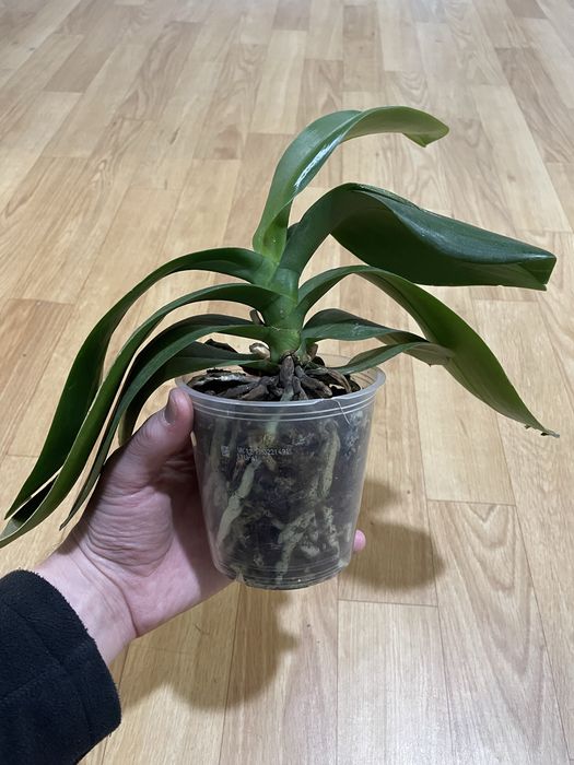 Орхідея біла  Phalaenopsis