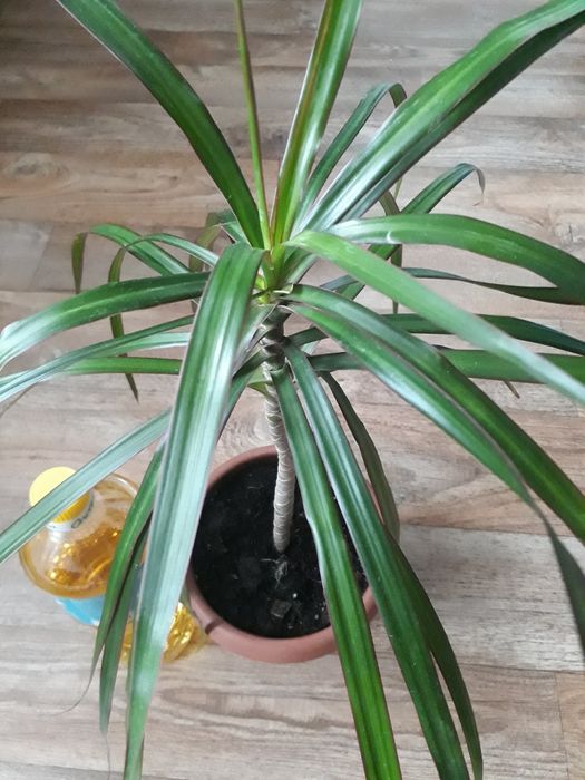 Драцена, ціна за рослину на фото