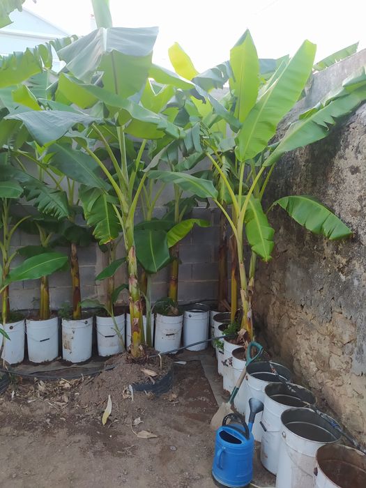 Bananeira Umbigo,  Coração