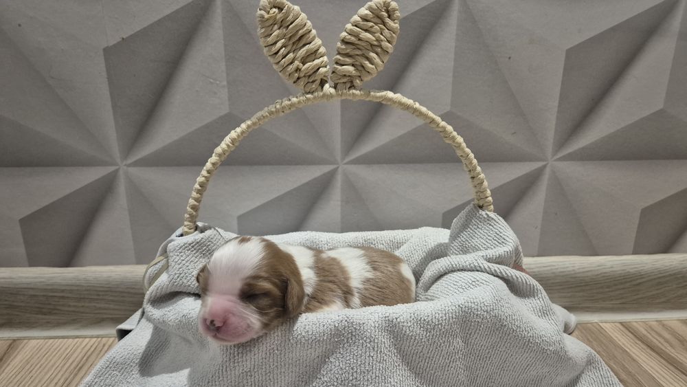 Cavalier king spaniel