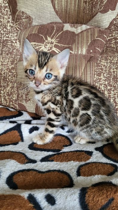 Бенгальские котята wcf.