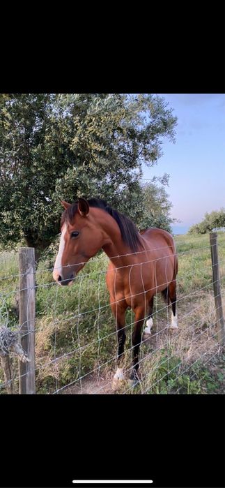 Egua com 14 anos Montada