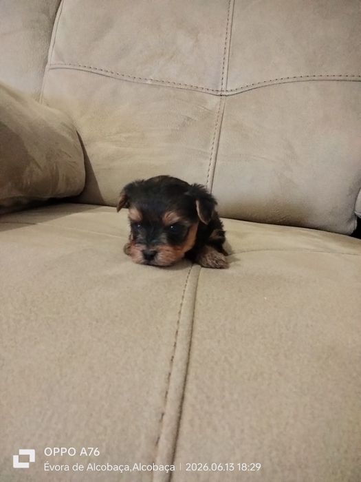 Yorkshire Terrier ( macho) miniatura