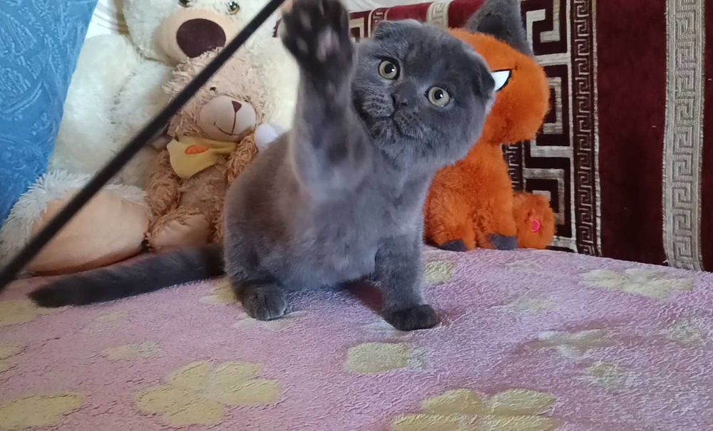 Шикарный шотландский вислоухий котёнок, мальчик,фолд