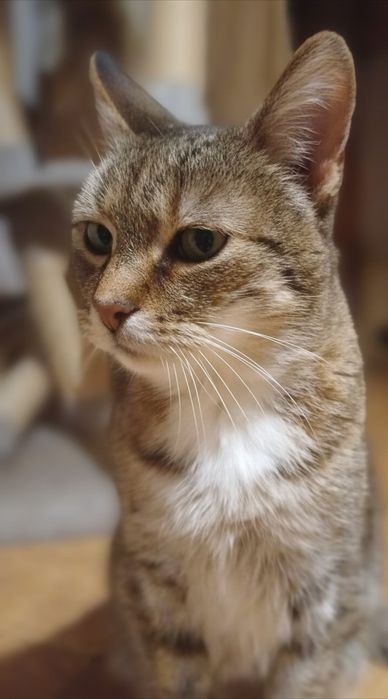 Dorotka koteczka szuka kochającego domu