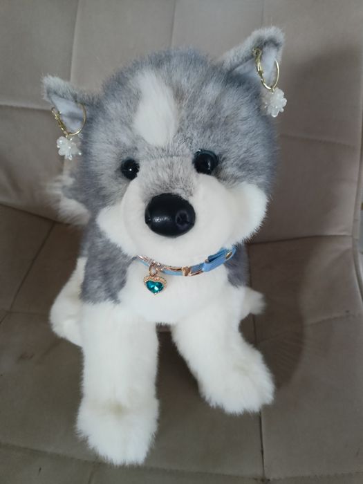 Douglas pluszak Sasha husky wyjątkowy