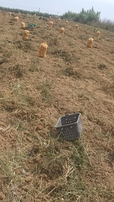 Batata agria . Produção própria