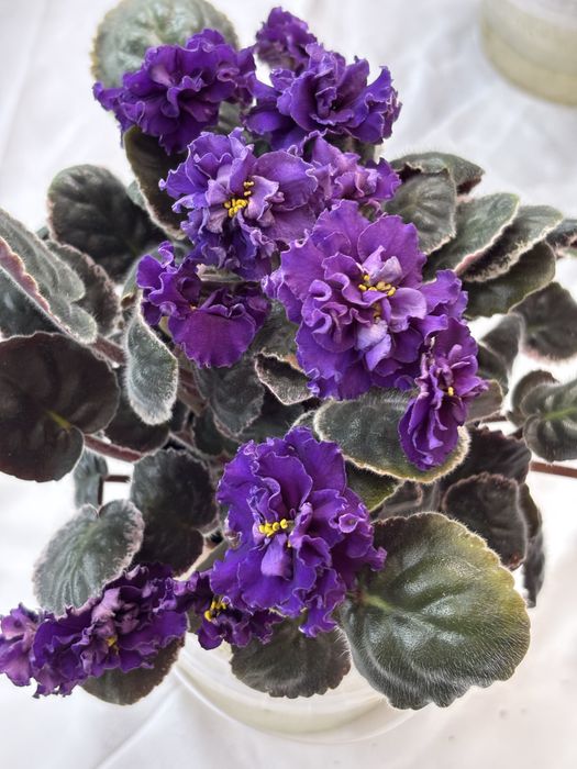 АКЦІЯ Сортові фіалки листочки