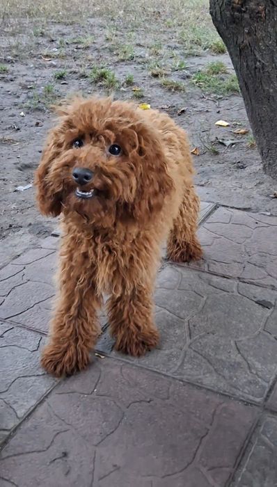 Пудель мініатюрний