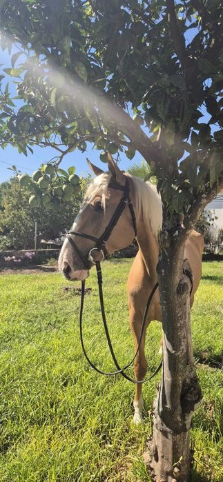 Palomina com Talento e Equilíbrio