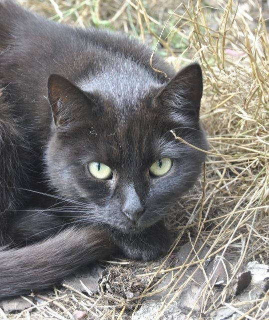 Batmanka 4 letnia kotka