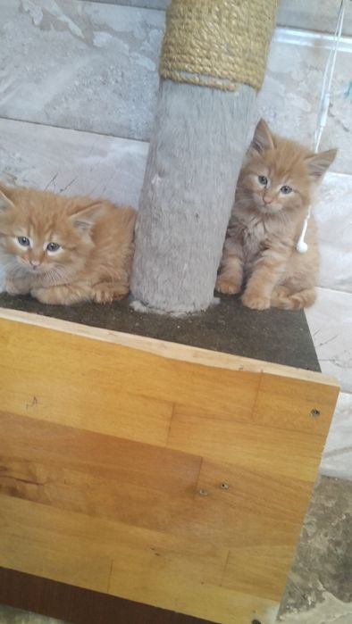 Від Сибірської кішки і кота Мейн_куна
