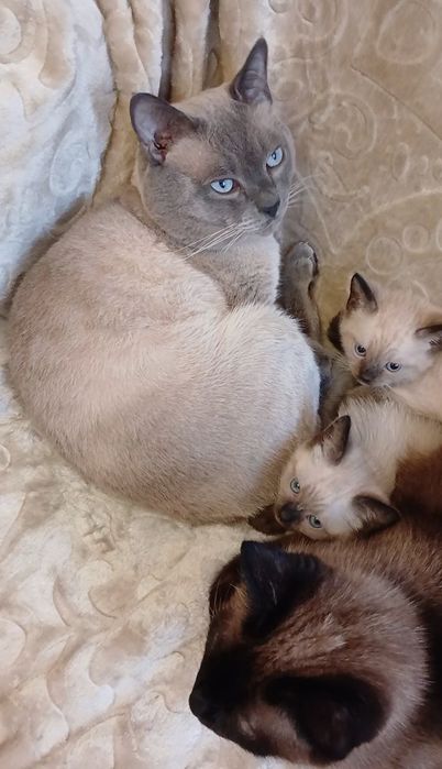 Сіамські, сіамські котята