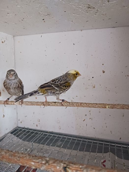 Kanarki para lizardy