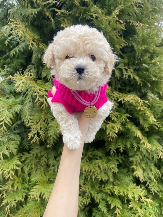 Мальтіпу мікро мальтіпушки