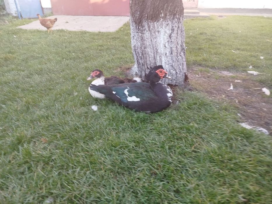 Індокачка, качур шипун, качки