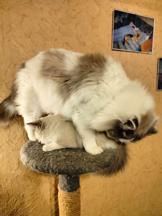 Ragdoll kotka z rodowodem FPL