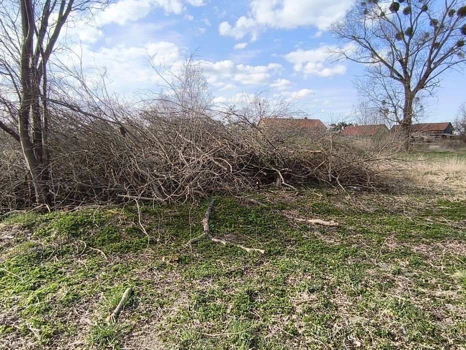 Oddam gałęzie i drzewo na rębak