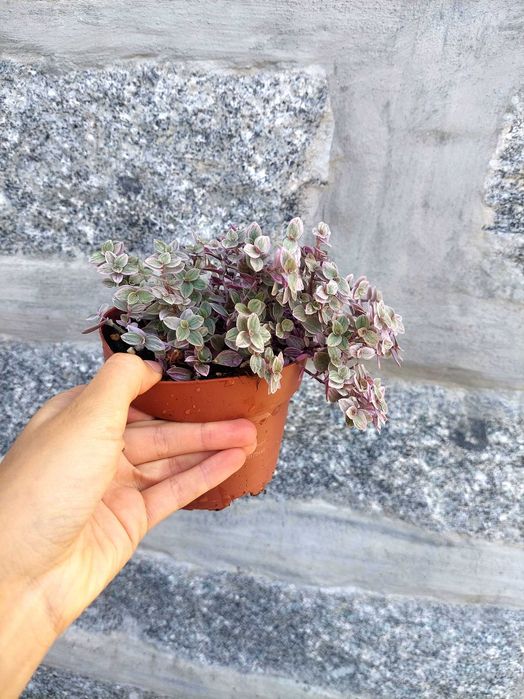 Planta Callisia repens 'Pink Lady'