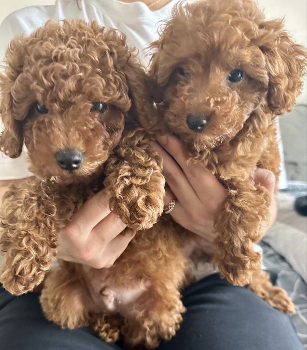 Перевозка животных котов собак по Украине Европе перевезення тварин