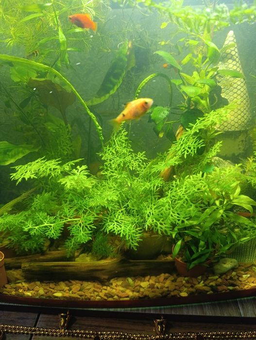 Папороть індійська акваріумна рослина