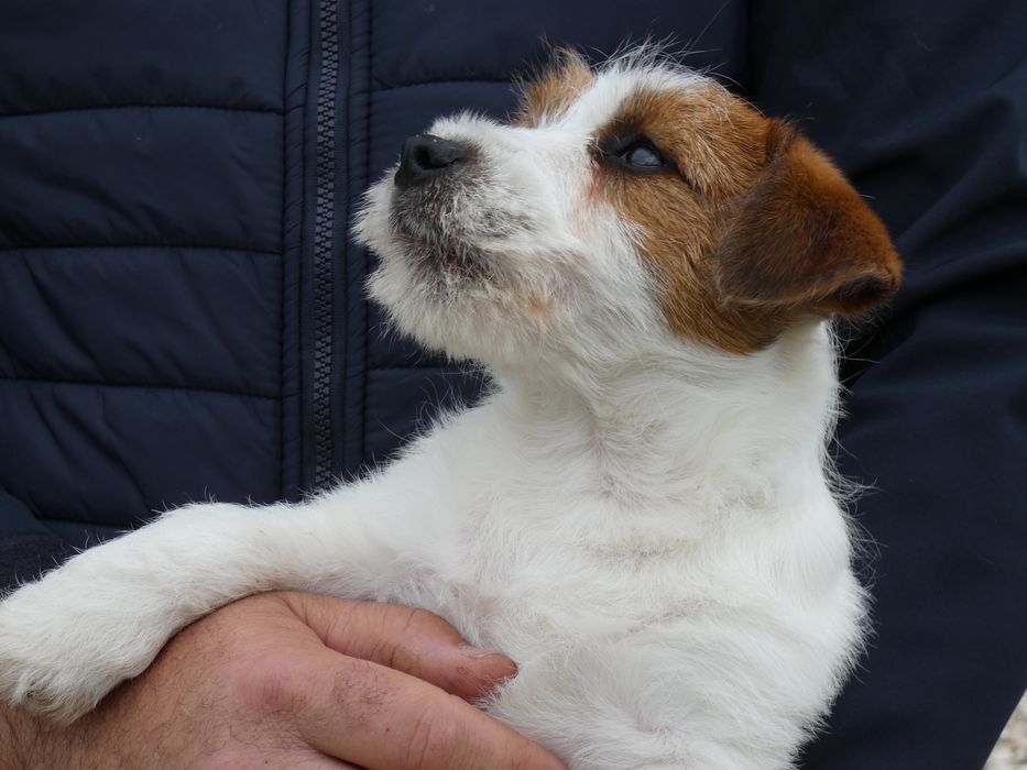 Jack Russell Terrier c/ Pedigree