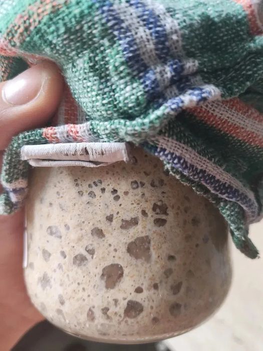 Zakwas chlebowy z żyta krzyca, 200g