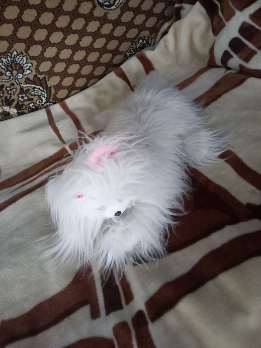 Продам кошку - игрушку