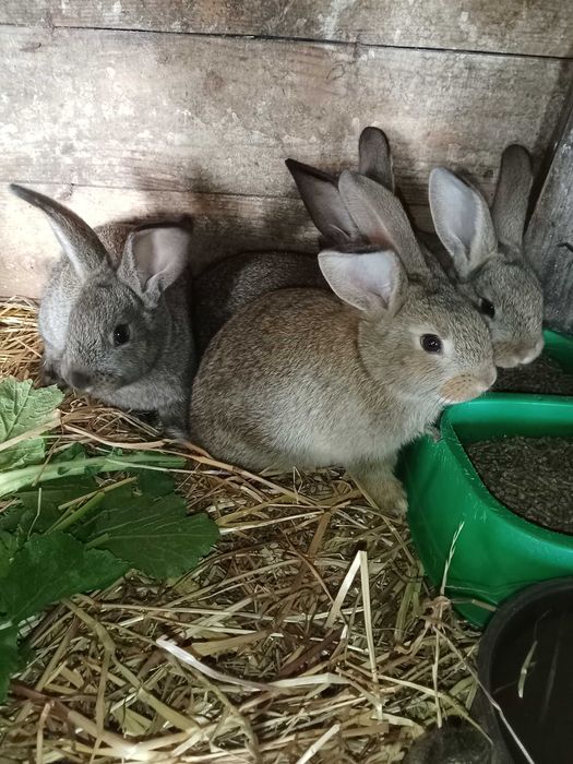 Coelhos raça nova Zelândia