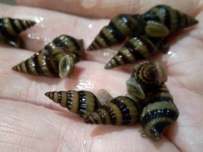 Продам улиток хелен)