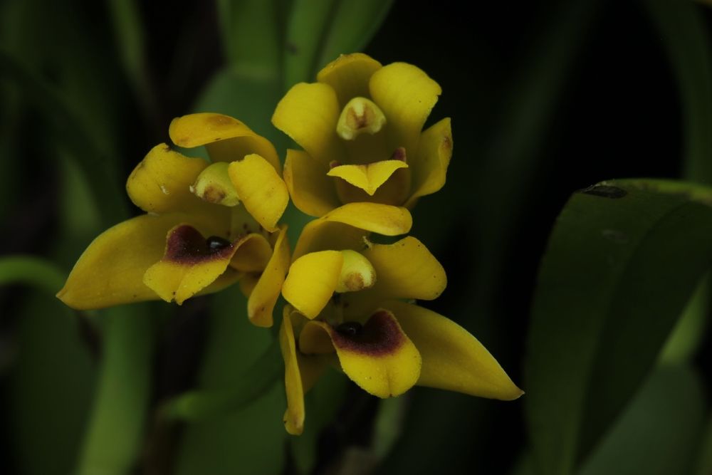 Orquídea Maxillaria amarela