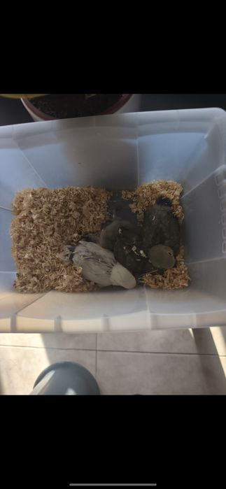 Agapórnis bebés para criar a mão