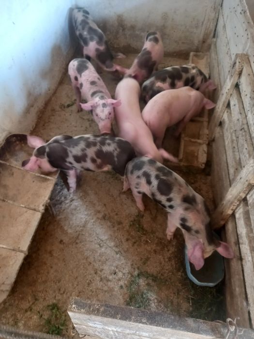 Продам поросята 6 неділь